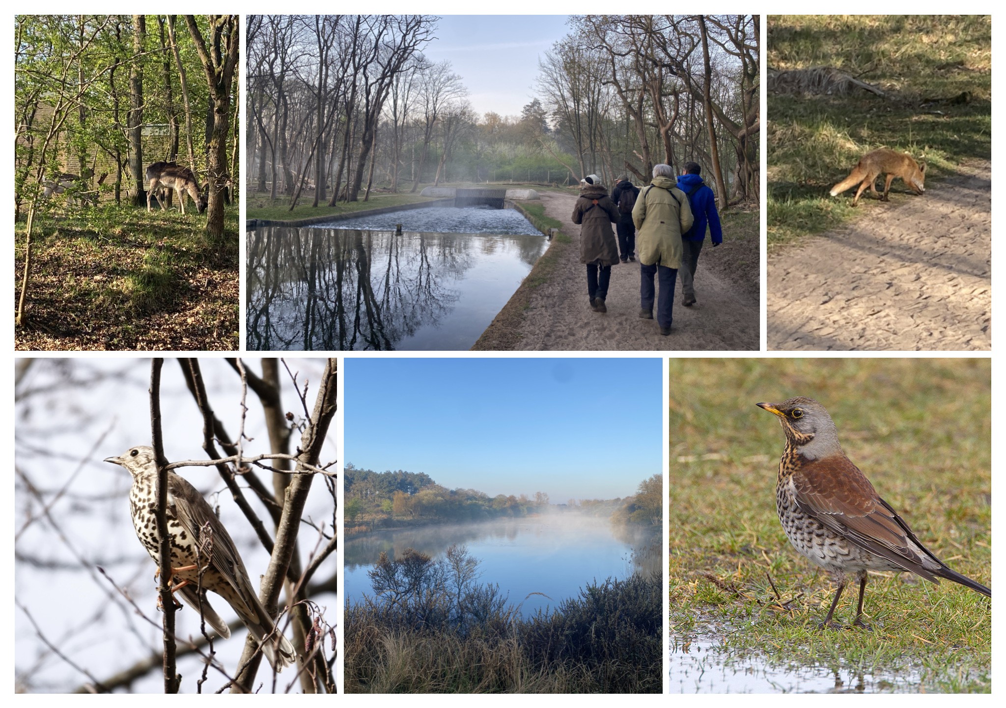 (Vogelenzang). Foto van Diana Baak.
Collage